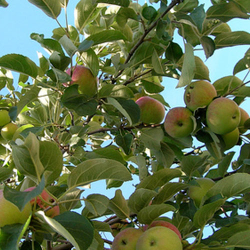 6 Tips for Pruning Young Fruit Trees