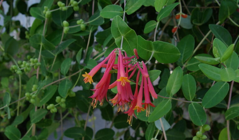 Coral Honeysuckle in the Food Forest