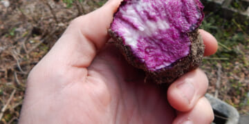 How to Grow Ube Yam - Even up in Zone 8!