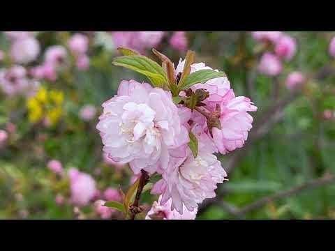 WashingtonGardener: Flowering Almond Plant Profile
